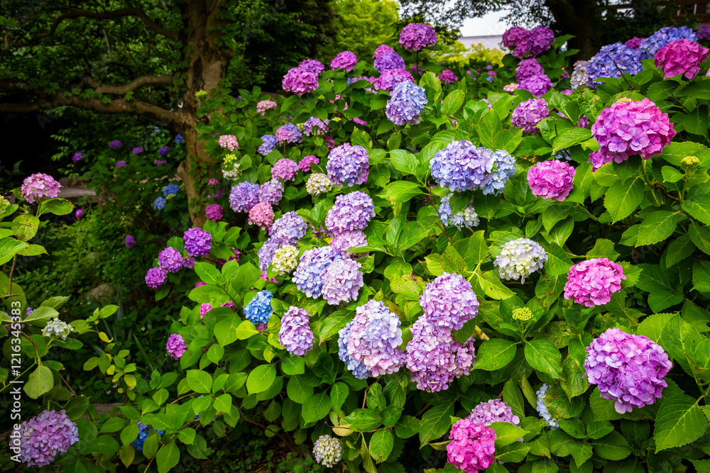 京都市の智積院で見た、ピンクや紫色などのカラフルな紫陽花