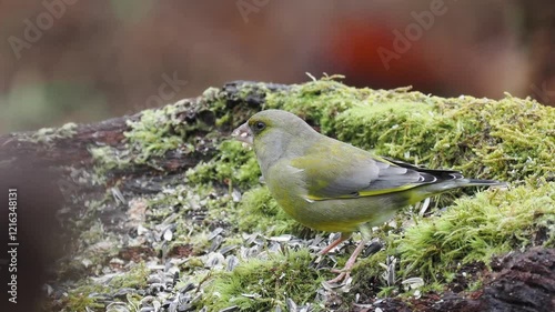 Grünfink (Chloris chloris)  