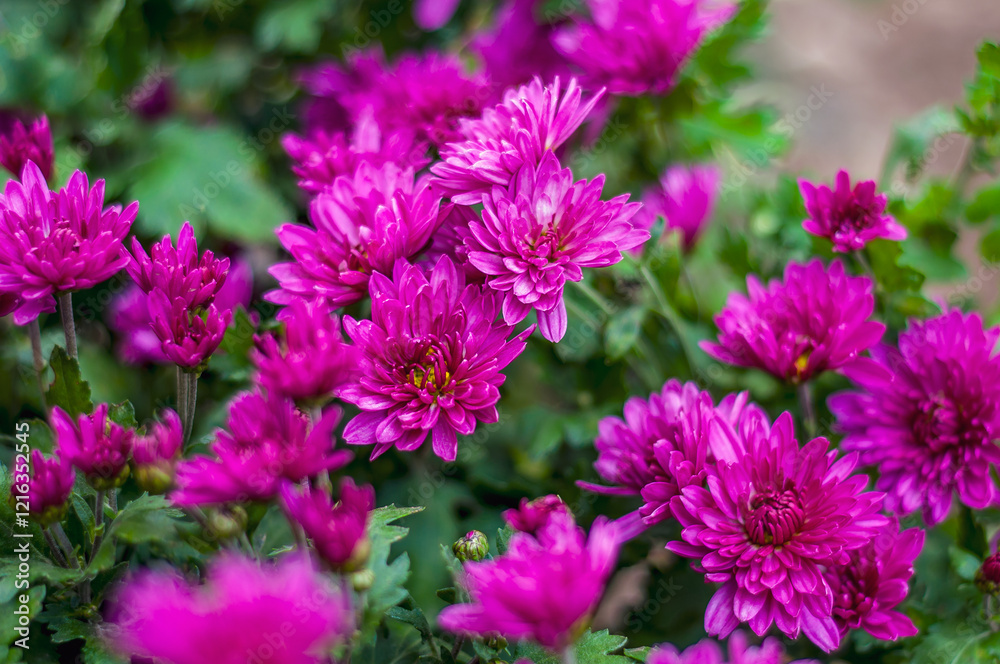 Close-up view of vibrant purple chrysanthemum flowers in full bloom, densely clustered together Close-up view of vibrant purple chrysanthemum flowers in full bloom, densely clustered together