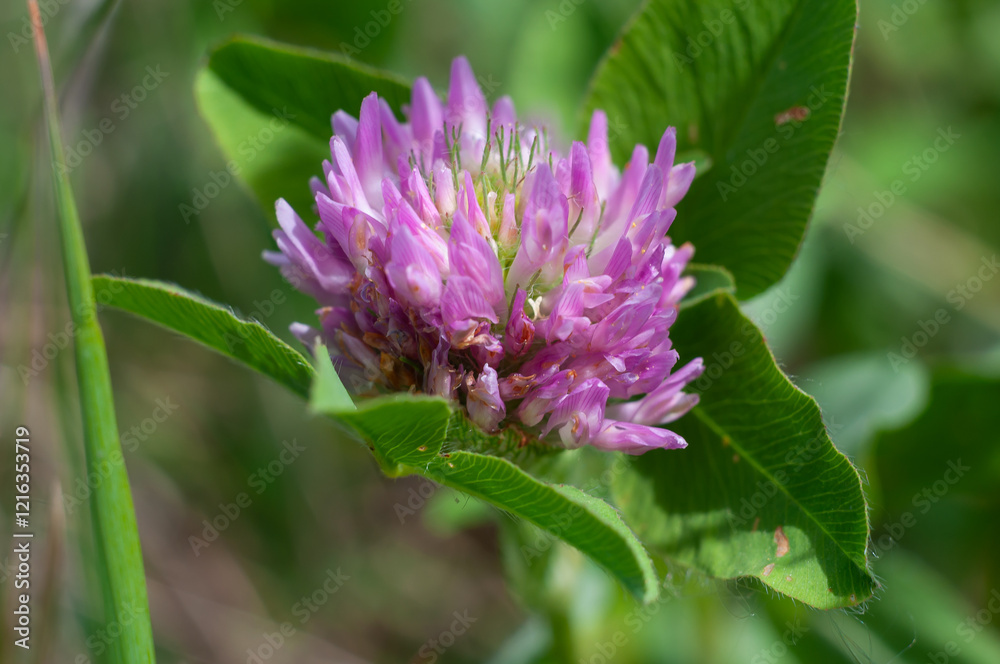 A vibrant pink clover blossom, nestled amongst lush green leaves, basks in the sunlight A vibrant pink clover blossom, nestled amongst lush green leaves, basks in the sunlight