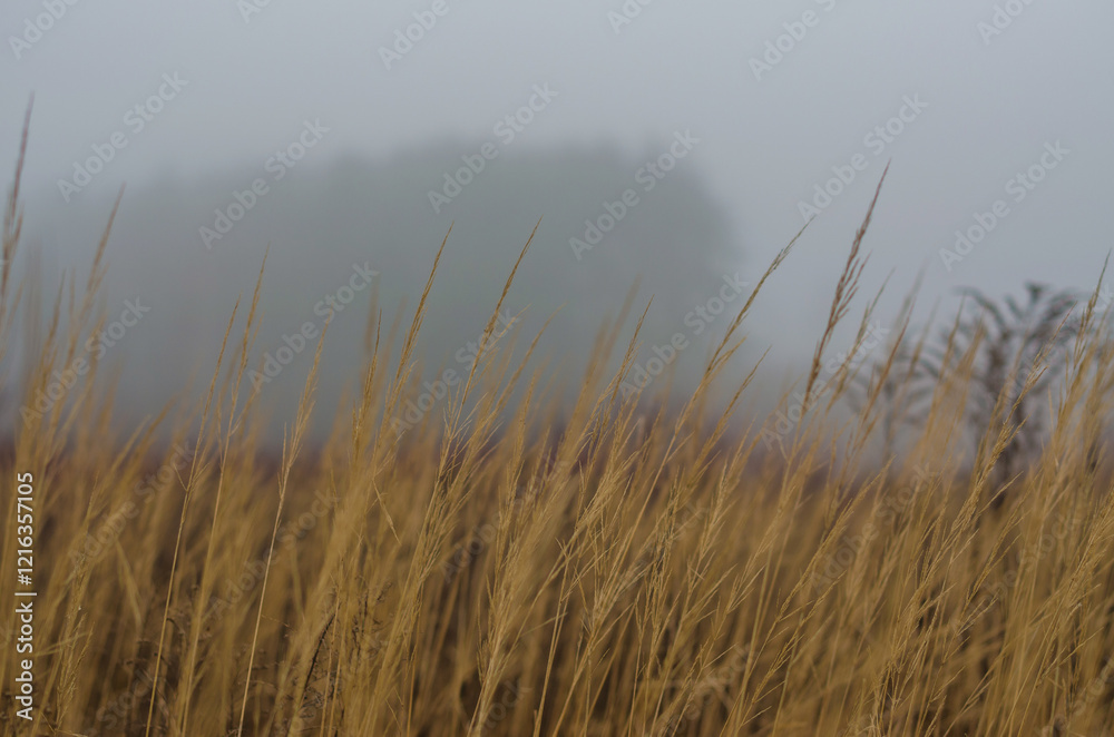 Obraz premium Golden grass in autumn mist with blurred tree silhouette in the background. High quality photo