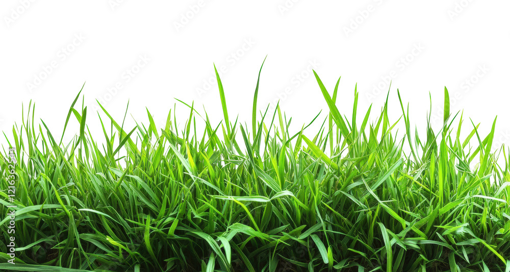 Fototapeta premium Lush green grass sways gently under a bright sky in a peaceful outdoor setting isolated on transparent background
