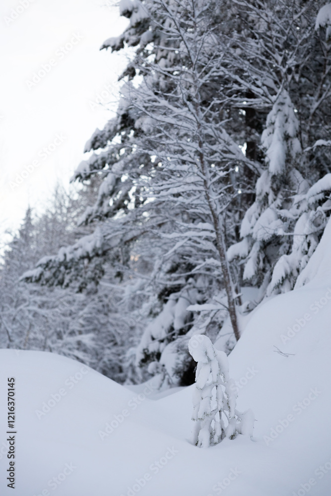 snow covered trees in the mountains snow covered trees in the mountains