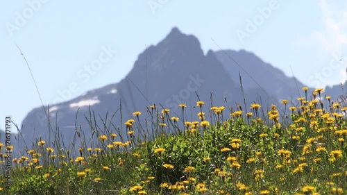 Becco's Lace and Dandelion Flowers