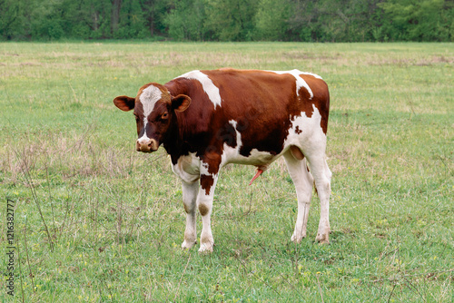 A young bull with erect penis stands in a green field, displaying natural rural behavior.