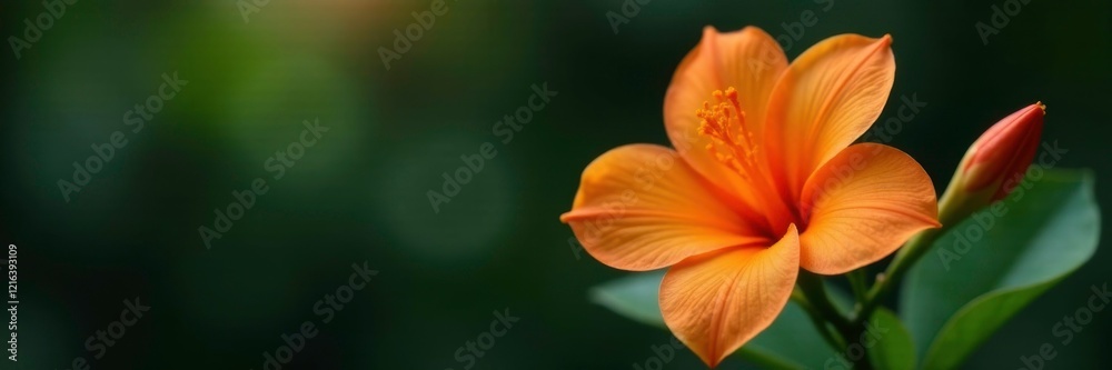 Fototapeta premium an orange flower releasing its water droplets, gardenia, single bloom