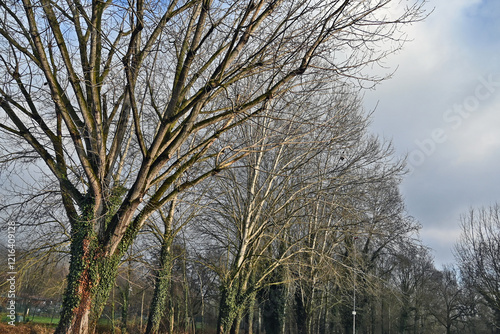 Inverno in Lombardia, campagna, giardini e bosco del lago di Basiglio e Milano 3 photo
