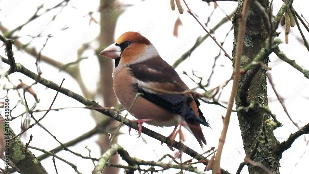 Kernbeißer (Coccothraustes coccothraustes)      