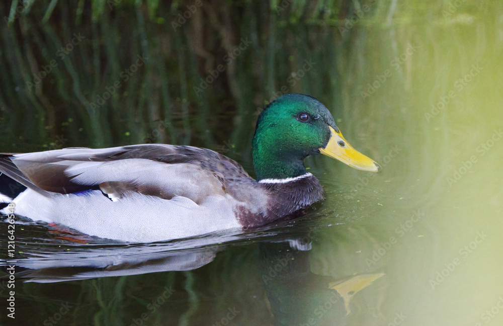 Fototapeta premium close up beautiful male duck, feathers mallard, turquoise plumage of a waterfowl, yellow beak, drops dripping from the head, water droplets on the feathers