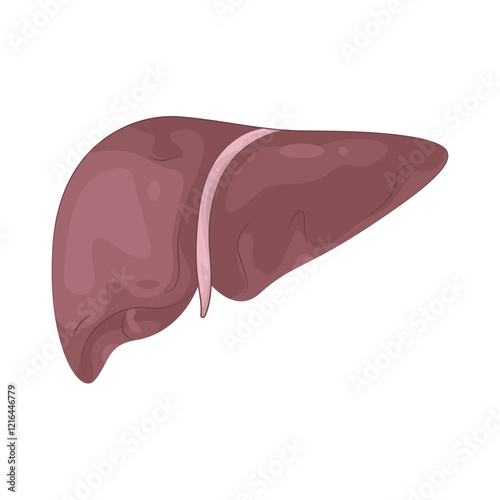 Illustration of liver