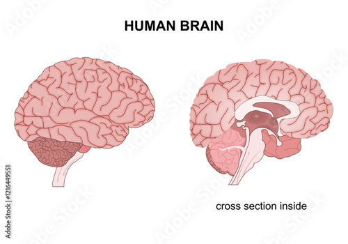 Human brain cross section illustration