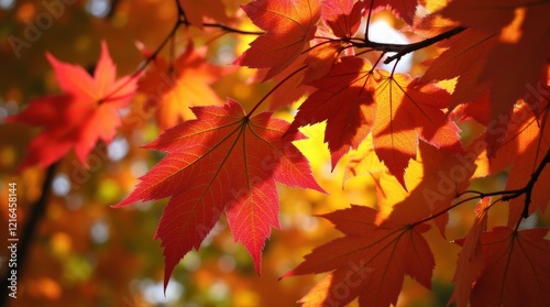 Wallpaper Mural A close-up of a maple tree's leaves, highlighting their intricate shapes and vibrant colors during the fall season.  Torontodigital.ca