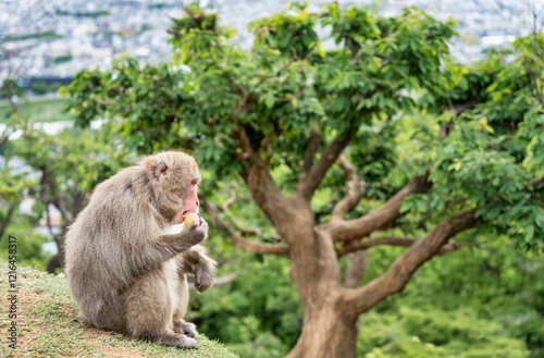 Portrait detail with Japanese macaque or snow monkey eating an apple in Arashiyama Park, Kyoto. photo