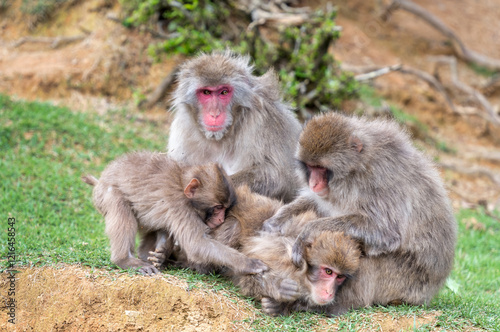 Family of wild Japanese Macaque or snow monkeys in Arashiyama Japan. photo