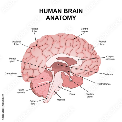 Human Brain Anatomy cross section illustration
