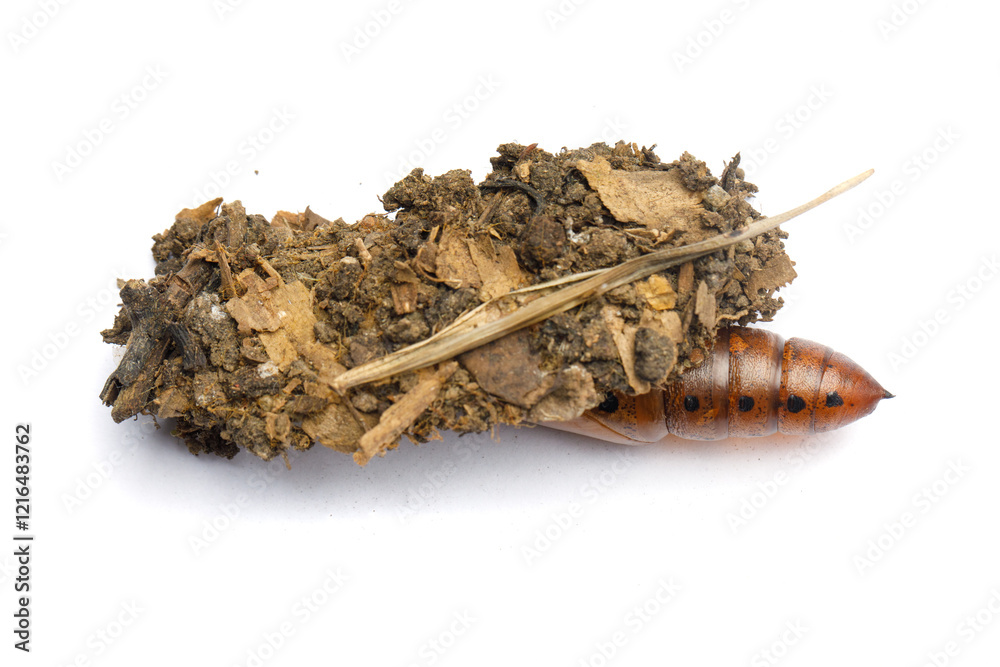 Colorful pupa cocoon and house of Oleander Hawk moth or Daphnis nerii on white background Colorful pupa cocoon and house of Oleander Hawk moth or Daphnis nerii on white background