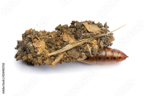 Colorful pupa cocoon and house of Oleander Hawk moth or Daphnis nerii on white background photo