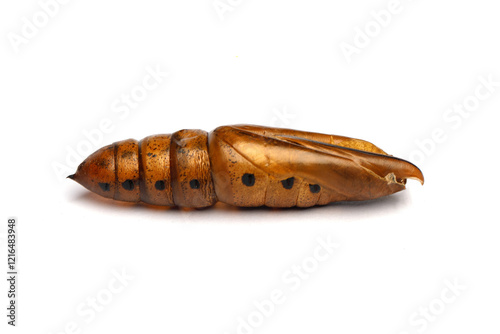 Large pupa cocoon macro. Oleander Hawk-moth or Daphnis nerii