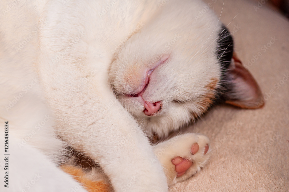 A calico cat is curled up asleep on a beige surface, its pink nose and paws visible A calico cat is curled up asleep on a beige surface, its pink nose and paws visible