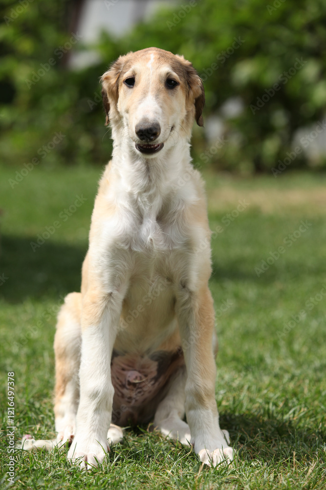 Amazing puppy of Borzoi sitting on the grass Amazing puppy of Borzoi sitting on the grass
