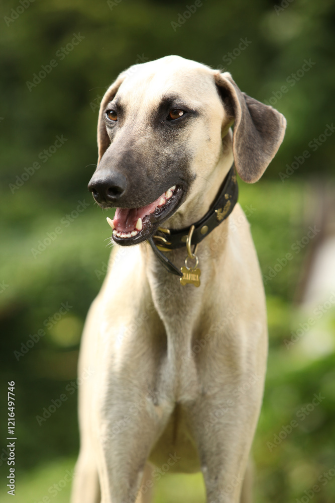 Portrait of Sloughi or Arabian Greyhoundn in the garden Portrait of Sloughi or Arabian Greyhoundn in the garden
