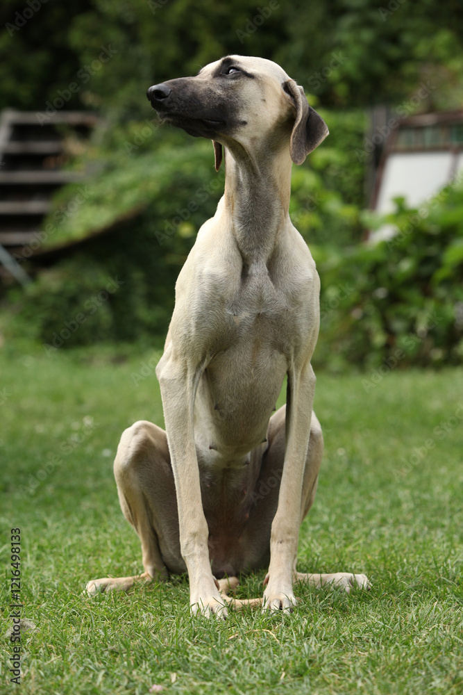 Sloughi or Arabian Greyhound Sloughi or Arabian Greyhound