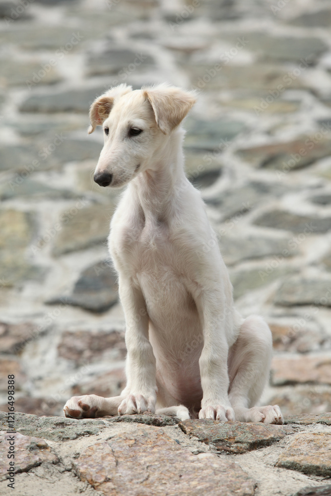 Nice puppy of Borzoi sitting on rocks Nice puppy of Borzoi sitting on rocks