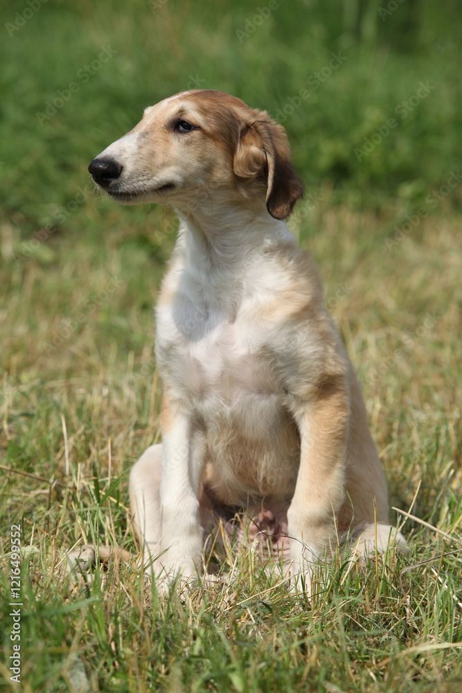Amazing puppy of Borzoi sitting on the grass Amazing puppy of Borzoi sitting on the grass