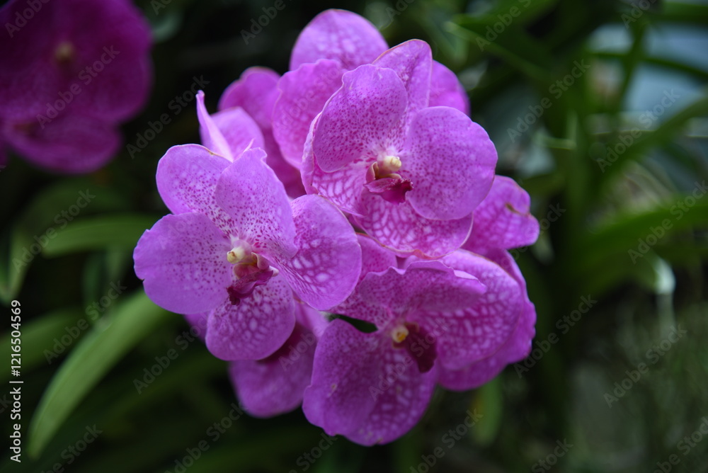 Orchid flower, plant, garden, tree, orchid Orchid flower, plant, garden, tree, orchid