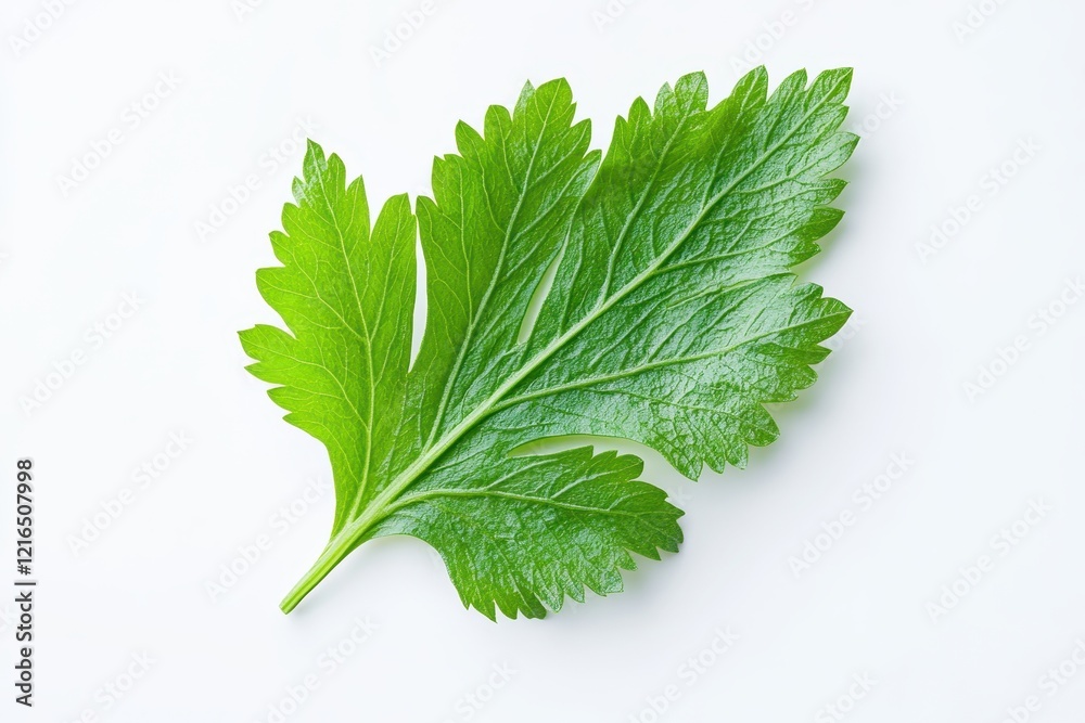 Fresh green celery leaf on white background, studio shot, food photography Fresh green celery leaf on white background, studio shot, food photography
