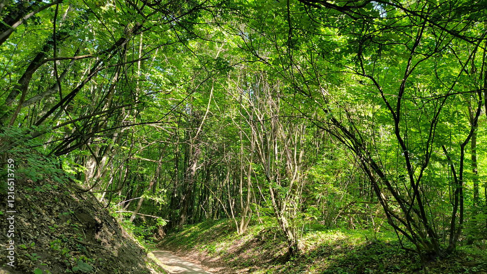 spring in the Fruska Gora national park spring in the Fruska Gora national park