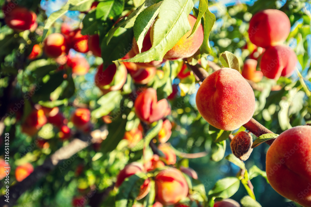 Ripe peaches on a branch in an orchard. Nature background. Harvest of ripe peaches