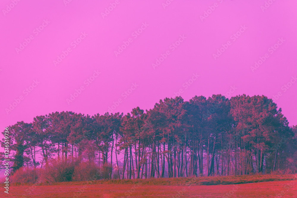 Mediterranean pine forest against sunset cloudy sky. Nature background