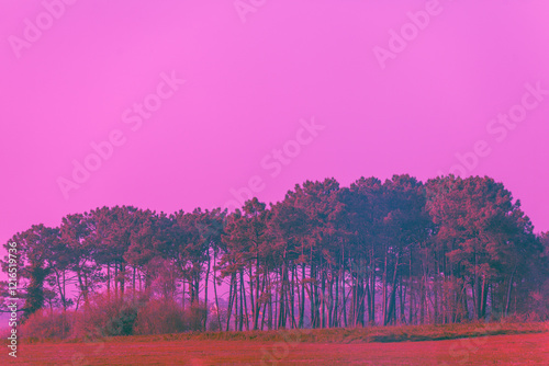 Obraz na płótnie Mediterranean pine forest against sunset cloudy sky. Nature background w salonie