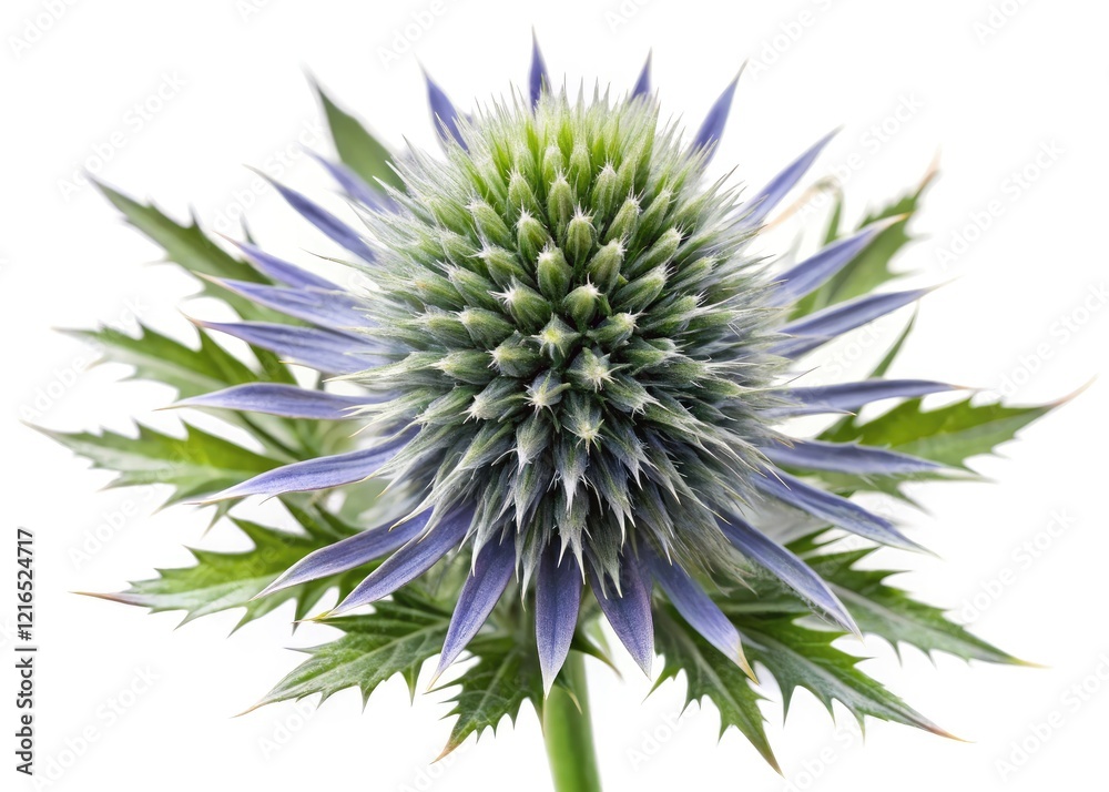 Eryngium thistle, a medicinal plant, showcased in close-up macro photography with high depth of field against a pure white backdrop. Eryngium thistle, a medicinal plant, showcased in close-up macro photography with high depth of field against a pure white backdrop.