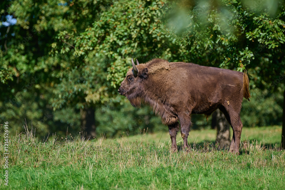 Amazing european bison on meadow in sunny day, Slovakia Amazing european bison on meadow in sunny day, Slovakia