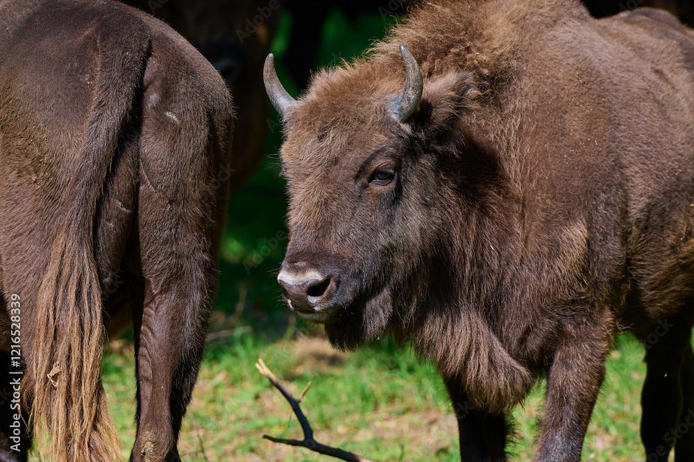 Amazing european bison on meadow in sunny day, Slovakia Amazing european bison on meadow in sunny day, Slovakia