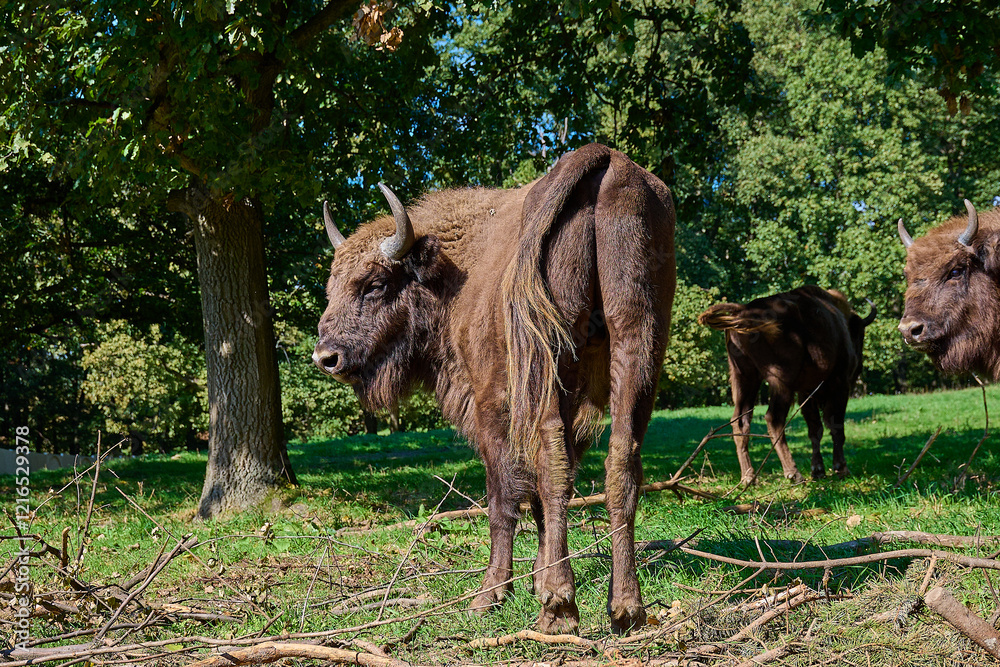 Amazing european bison on meadow in sunny day, Slovakia Amazing european bison on meadow in sunny day, Slovakia