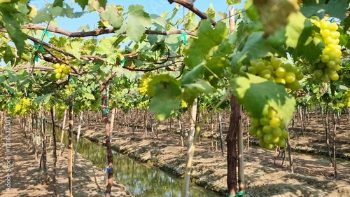 A vineyard with green grapevines hanging on trellises, bearing beautiful clusters of sweet grapes, perfect for making wine.