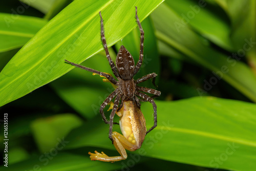 A fishing spider (Nilus sp), also known as a fish-eating spider, eating a greater leaf-folding frog (Afrixalus fornasini), also known as Fornasini's spiny reed frog, or banana frog