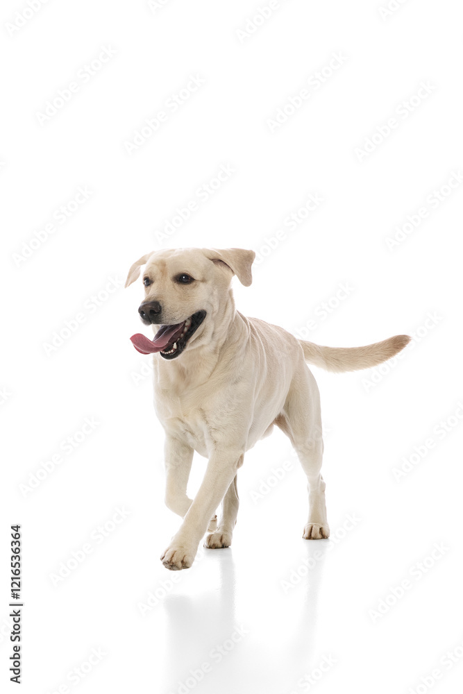 Joyful Labrador Retriever dog running towards the camera with its tongue hanging out isolated on white background. Happy walking time. Concept of domestic animals, pet, care, health, grooming Joyful Labrador Retriever dog running towards the camera with its tongue hanging out isolated on white background. Happy walking time. Concept of domestic animals, pet, care, health, grooming