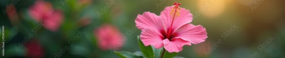 Fototapeta premium Delicate pink hibiscus flower blooming on a slender stem, delicate, flower, plant