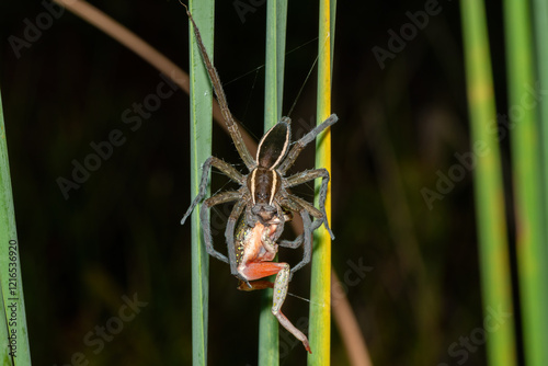 Massaja Nilus Fish-Eating Spider (Nilus massajae), eating a painted reed frog (Hyperolius marmoratus), in a coastal wetland