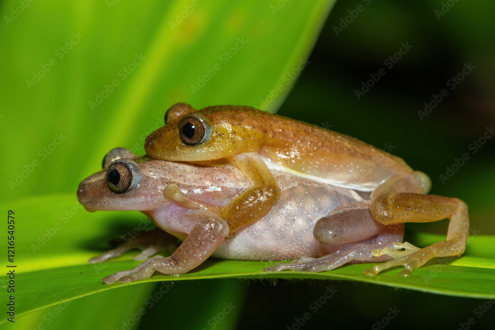 Obraz premium Greater leaf-folding frogs (Afrixalus fornasini), also known as Fornasini's spiny reed frog, or banana frog, in amplexus, in dense coastal vegetation