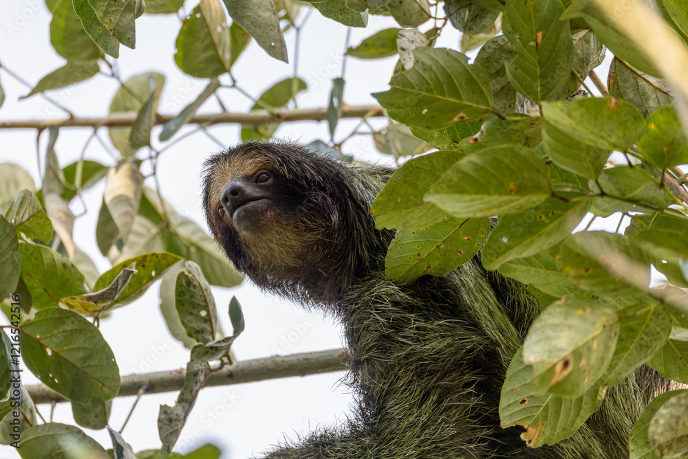 Fototapeta premium Female of pale-throated sloth (Bradypus tridactylus) with baby hanged top of the tree, La Fortuna, Costa Rica wildlife