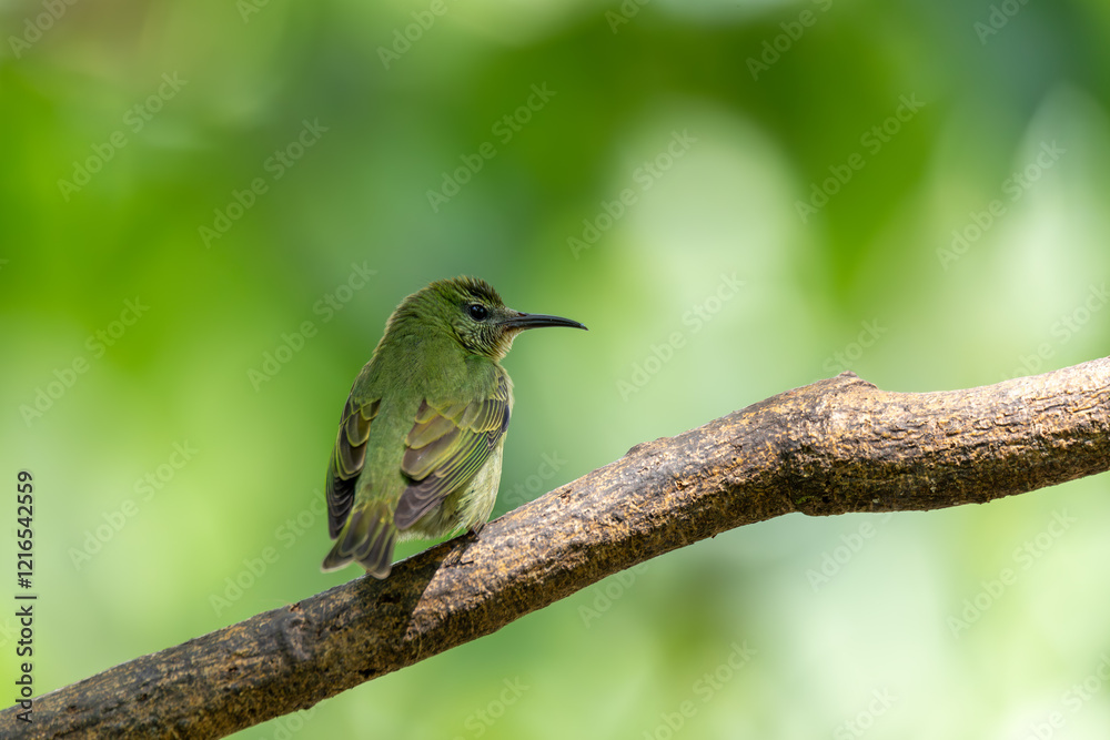 Fototapeta premium Female of Red-legged honeycreeper (Cyanerpes cyaneus), small songbird species in the tanager family (Thraupidae), La Fortuna, Volcano Arenal, Wildlife and birdwatching in Costa Rica.