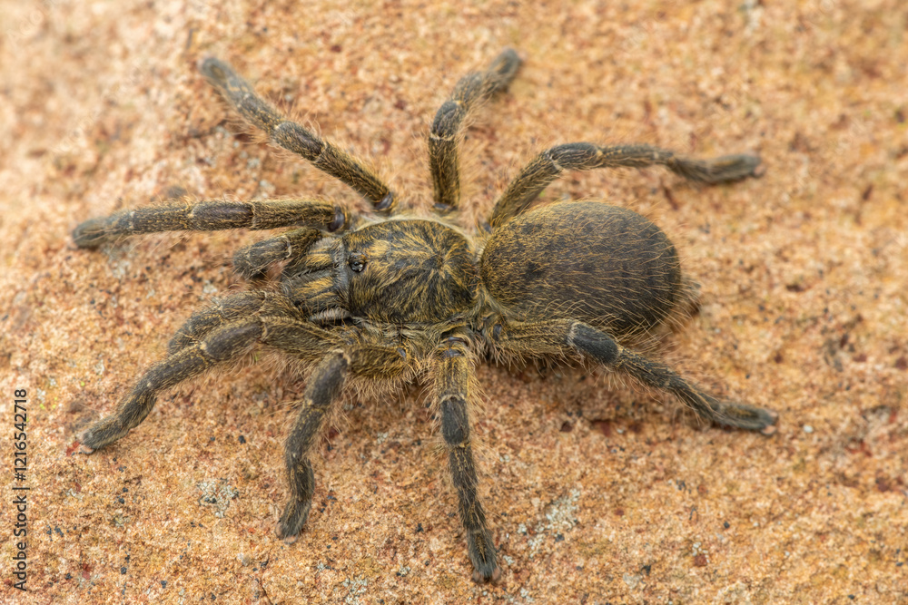 A beautiful Highveld Baboon Spider (Harpactira hamiltoni), also known as Hamilton’s Starburst Baboon Spider, found in a rocky grassland A beautiful Highveld Baboon Spider (Harpactira hamiltoni), also known as Hamilton’s Starburst Baboon Spider, found in a rocky grassland