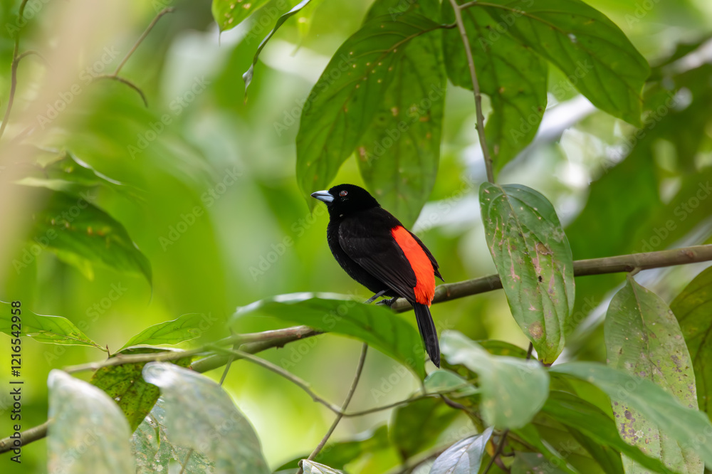 Black and red bird Scarlet-rumped tanager (Ramphocelus passerinii) feeding. La Fortuna, Volcano Arenal, Wildlife and birdwatching in Costa Rica. Black and red bird Scarlet-rumped tanager (Ramphocelus passerinii) feeding. La Fortuna, Volcano Arenal, Wildlife and birdwatching in Costa Rica.
