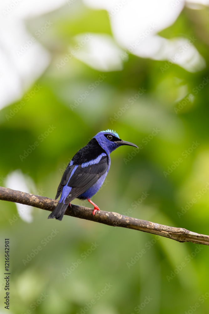 Red-legged honeycreeper Juvenile(Cyanerpes cyaneus), small songbird species in the tanager family (Thraupidae), La Fortuna, Volcano Arenal, Wildlife and birdwatching in Costa Rica. Red-legged honeycreeper Juvenile(Cyanerpes cyaneus), small songbird species in the tanager family (Thraupidae), La Fortuna, Volcano Arenal, Wildlife and birdwatching in Costa Rica.