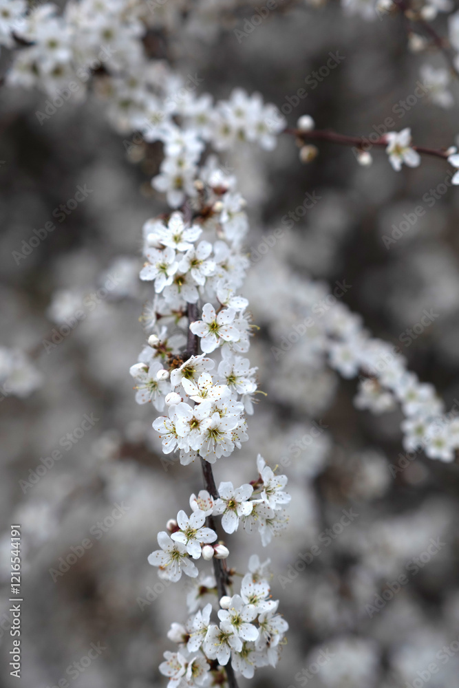 Delicate and Beautiful White Blossoms Gracefully Adorn Branches During the Spring Bloom